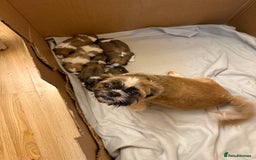 Mixed Breed dogs for sale: Teddy Bear Puppies - Advert 6