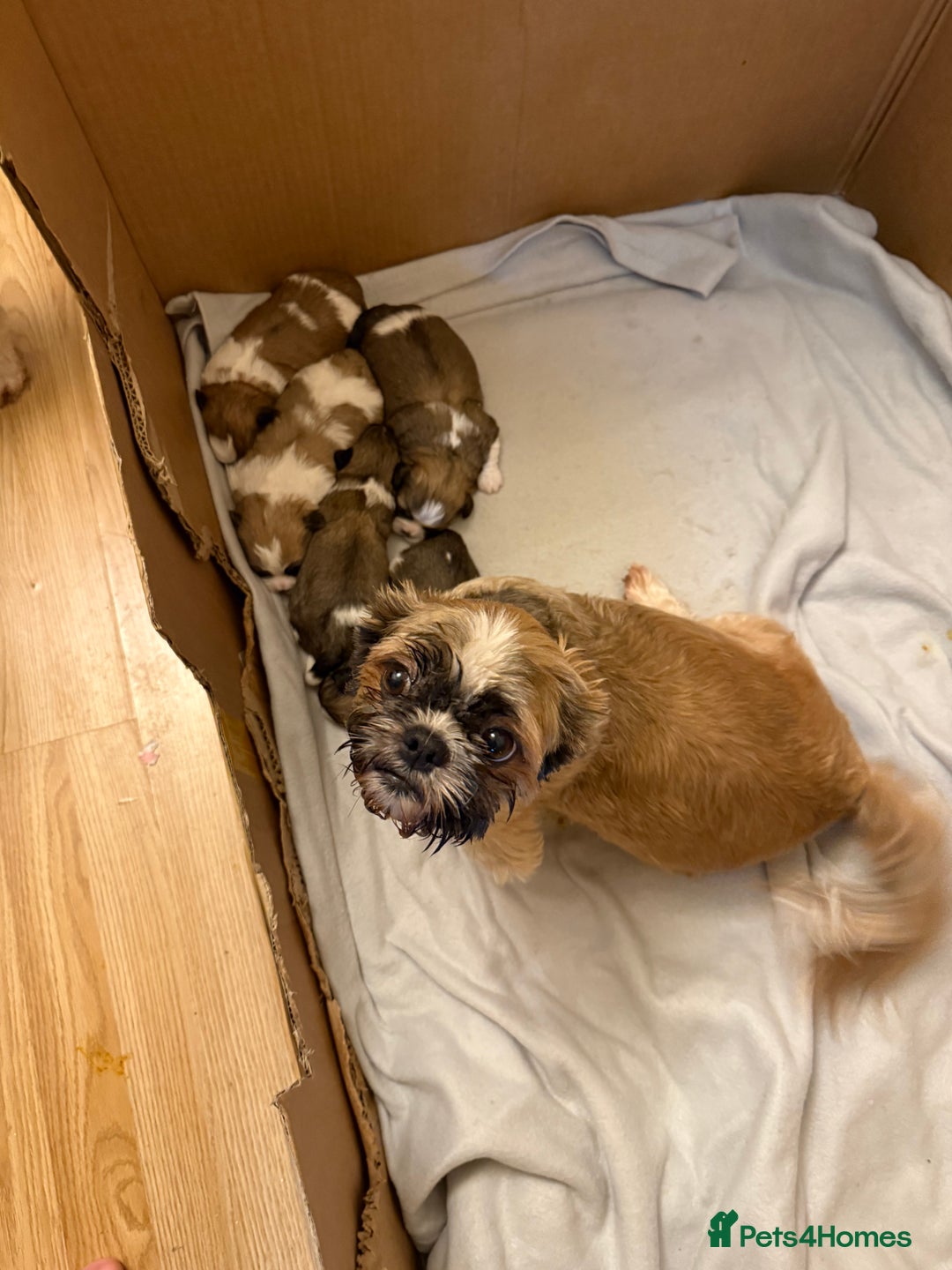 Mixed Breed dogs for sale: Teddy Bear Puppies - Advert 6