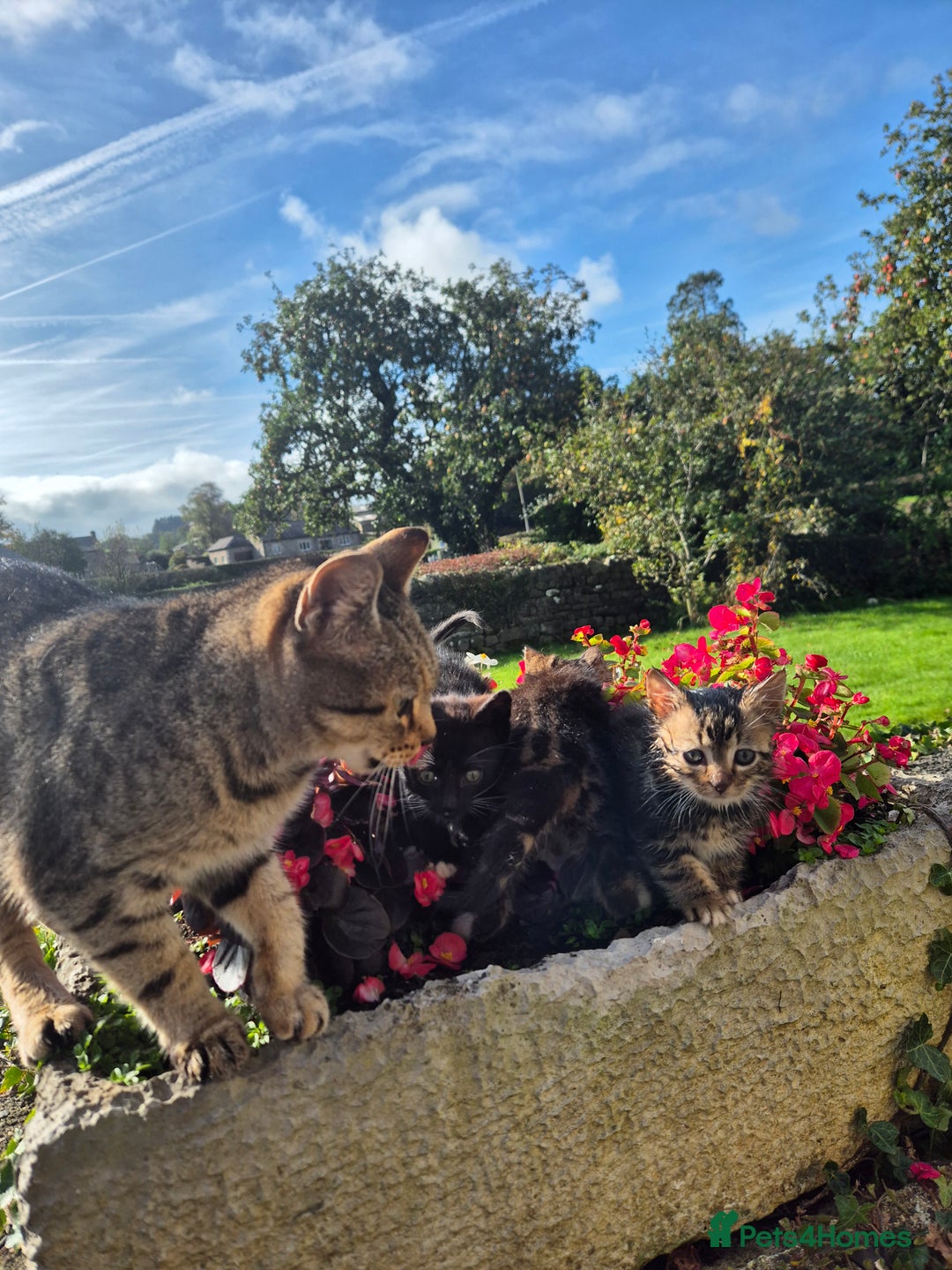 Mixed Breed cats for sale: Georgous Kittens Tabby / B&W - Ready now - Image 8