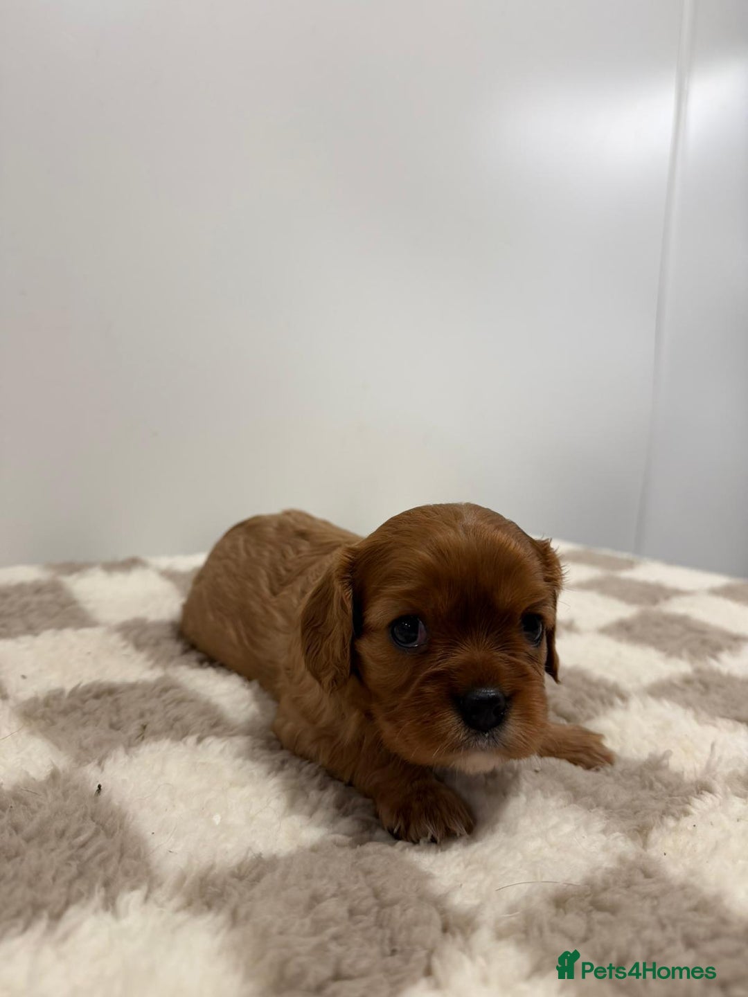 Cavalier King Charles Spaniel dogs for sale: Cavalier King Charles Spaniel  - Image 7