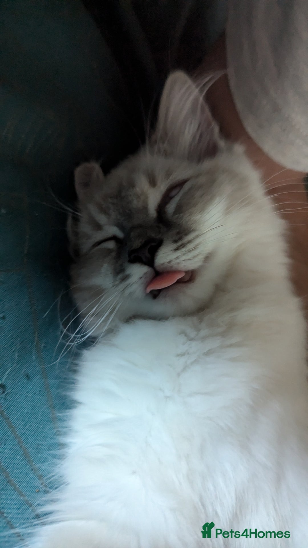 Ragdoll cats for sale: Beautiful blue lynx girlie.  - Image 13
