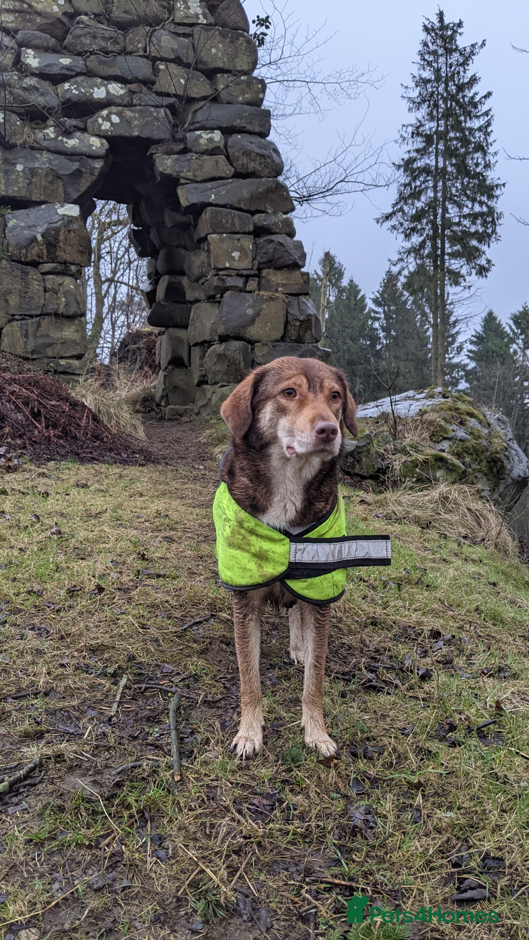 Mixed Breed dogs for sale: 6 year old mix breed  - Image 4