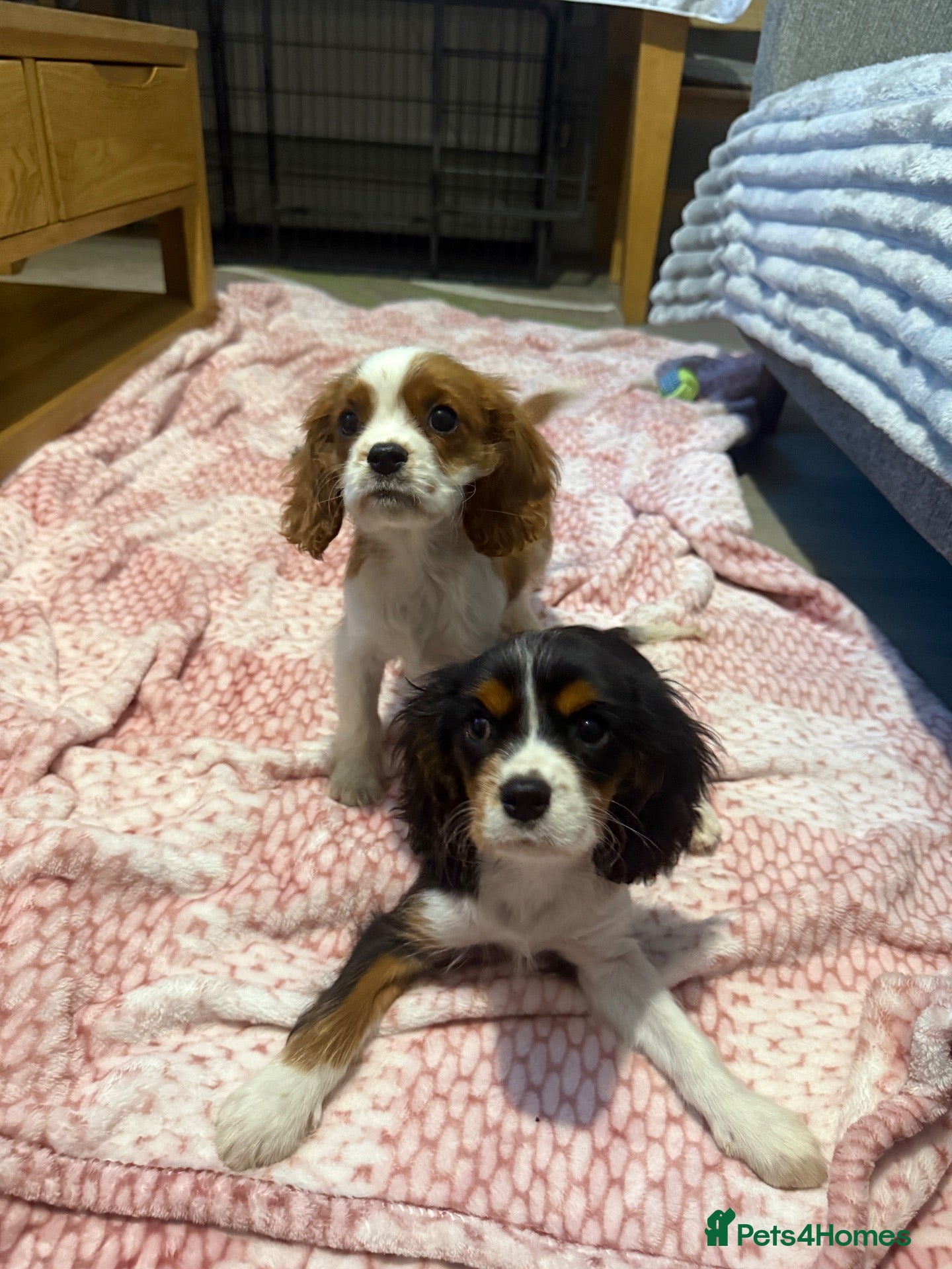 Cavalier King Charles Spaniel dogs KC Registered Health Tested CKCS Puppies - Advert 5
