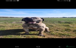 Presa Canario dogs for stud: STUD DOG presa canario pedigree reverse brindle - Image 1