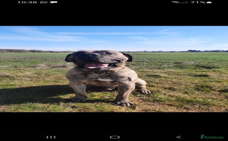 Presa Canario dogs - Advert 1