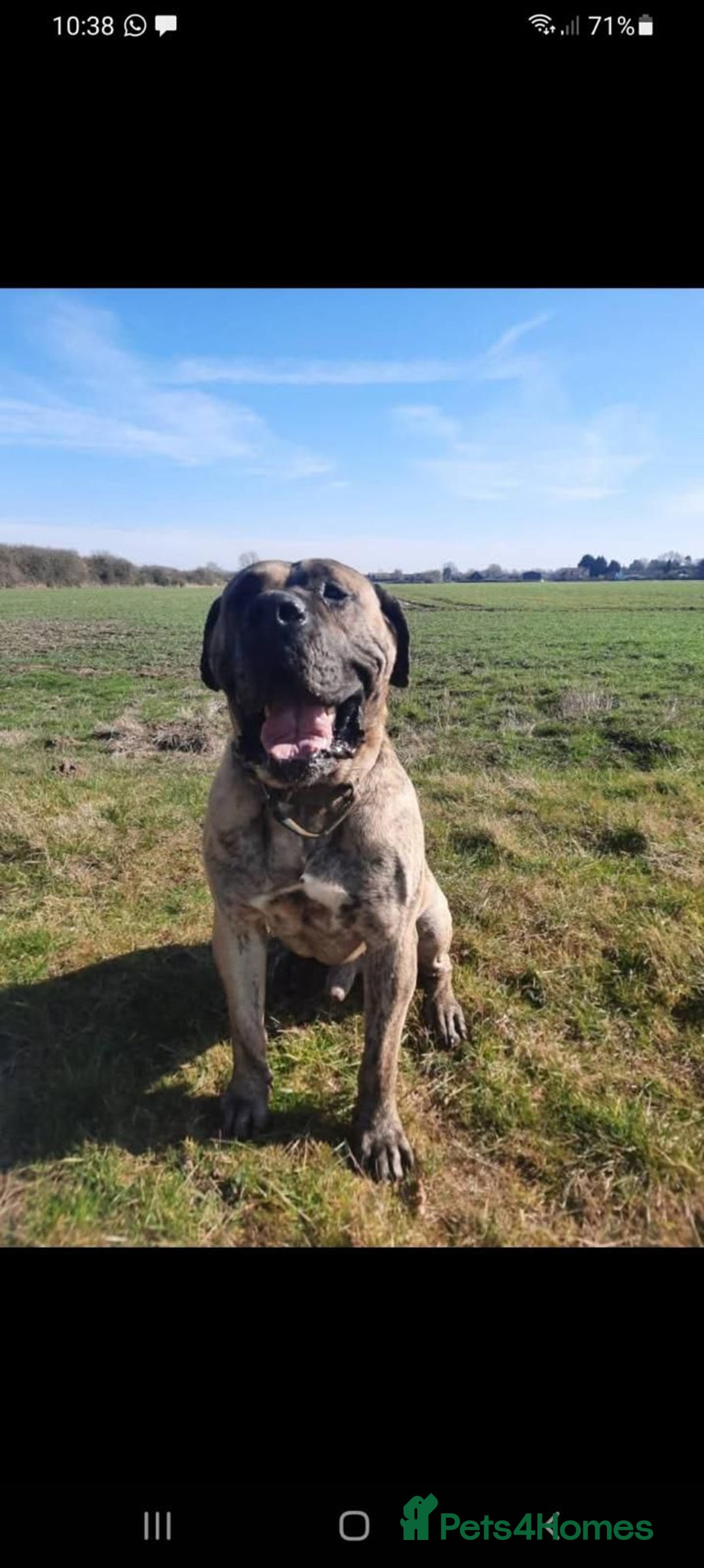 Presa Canario dogs for stud: STUD DOG presa canario pedigree reverse brindle - Image 1