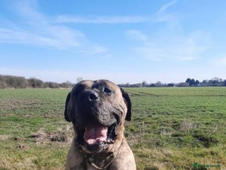 Presa Canario dogs - Advert 2