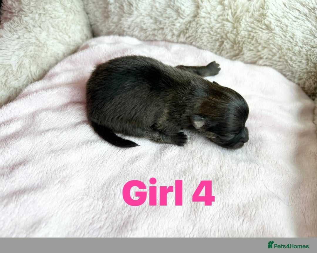 Pomeranian dogs for sale: Purebred fluffy Pomeranian puppies mum Russian! - Advert 16