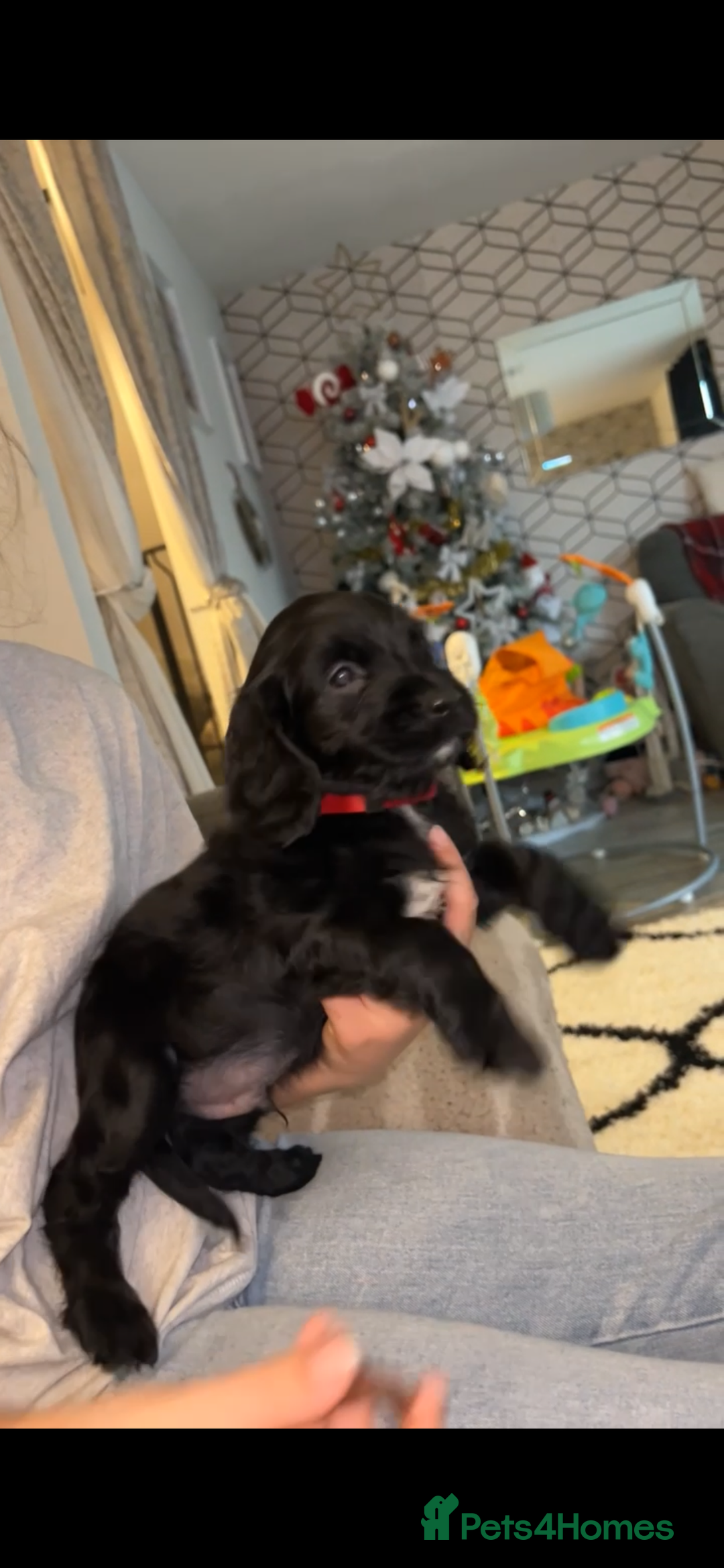Cocker Spaniel dogs for sale: Cocker Spaniel Puppies🐕🐕 READY 30TH NOVEMBER 💙 - Advert 38