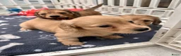 Dachshund dogs for sale: Mini Long haire Dachu - Advert 5