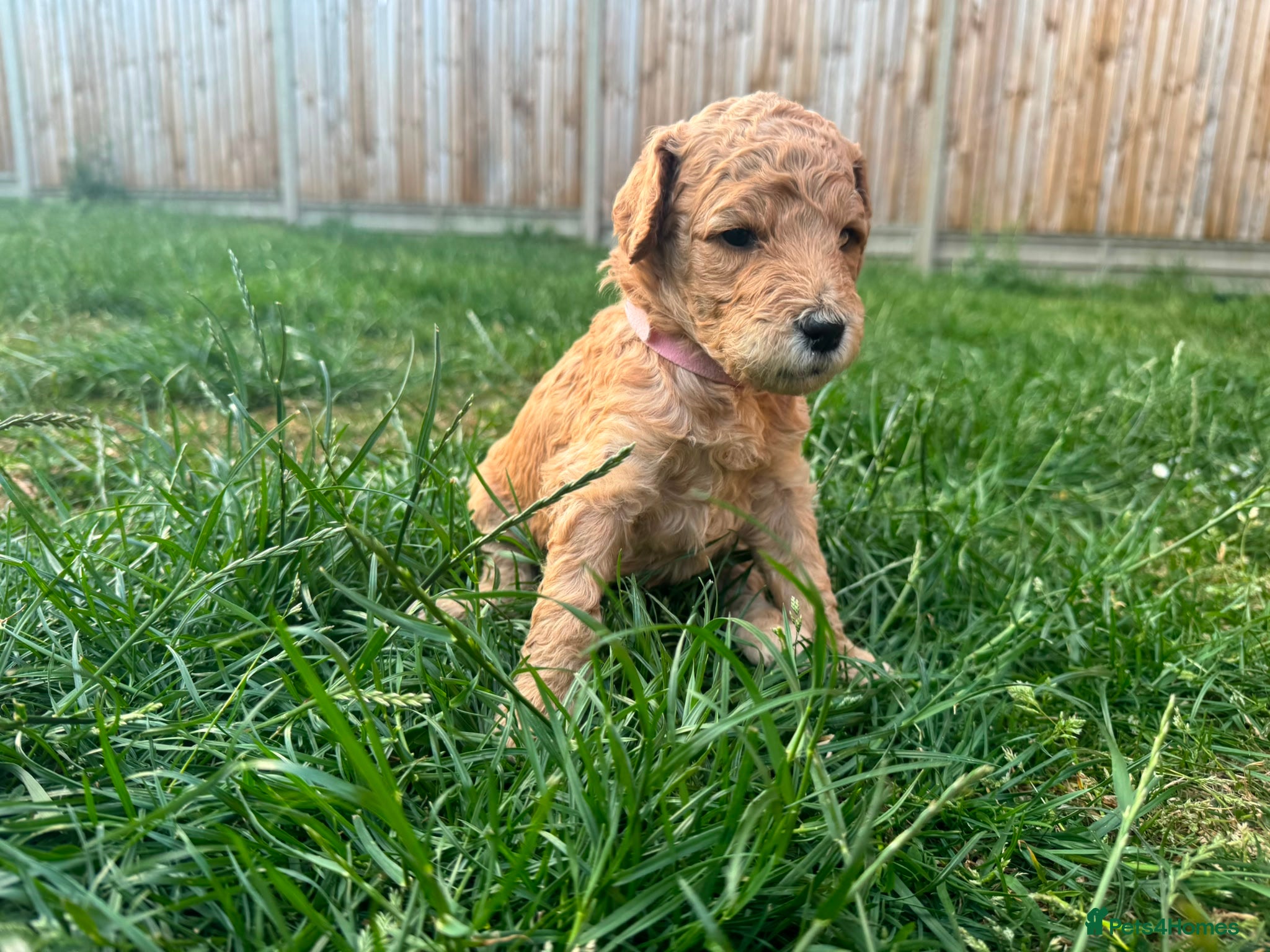Goldendoodle dogs for sale: Stunning Goldendoodle Puppies in Herne Bay - Advert 8