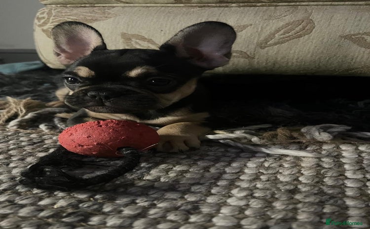 French Bulldog dogs - Advert 8
