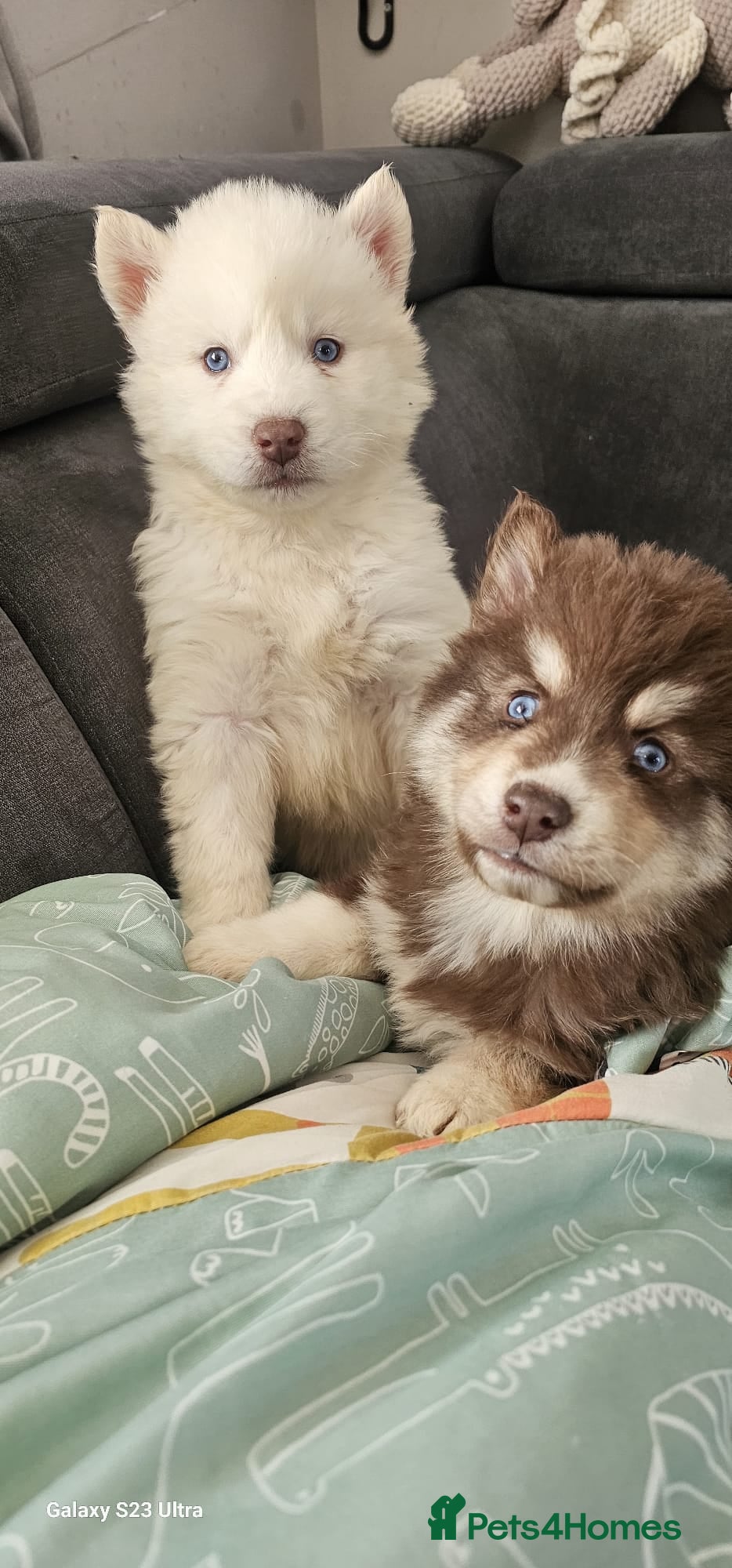 Siberian Husky dogs Wooly Siberian huskies - all Blue Eyes - Advert 3