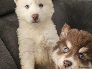 Siberian Husky dogs Wooly Siberian huskies - all Blue Eyes - Advert 8