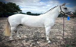 New Forest horses for sale: New forest project gelding - Image 1