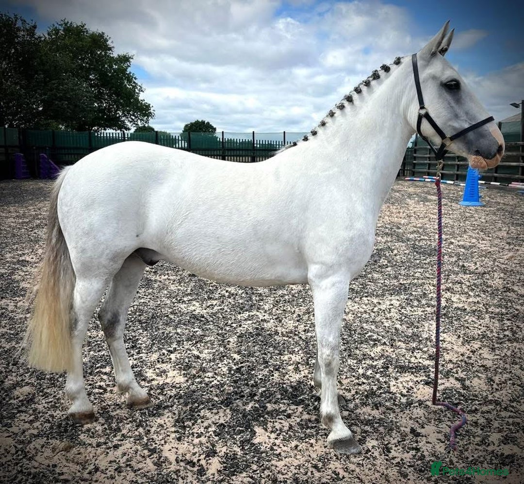 New Forest horses for sale: New forest project gelding - Image 1