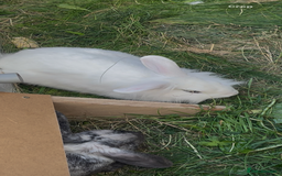 British Giant rabbits for sale: Beautiful Male Rabbit  - Image 2