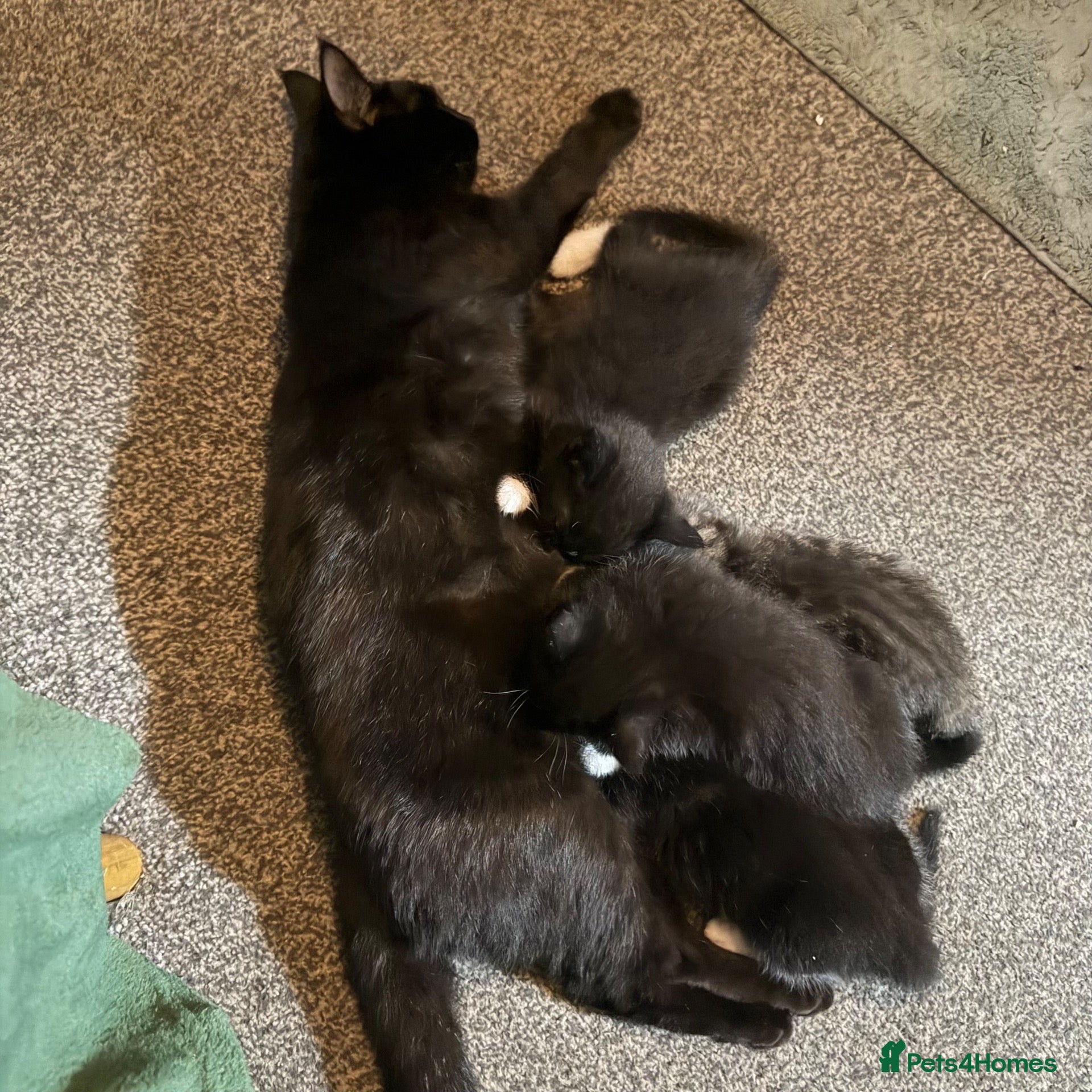 Mixed Breed cats Tuxedo kittens ready for thier new homes  - Advert 8