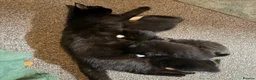 Mixed Breed cats for sale: Tuxedo kittens ready for thier new homes  - Advert 1