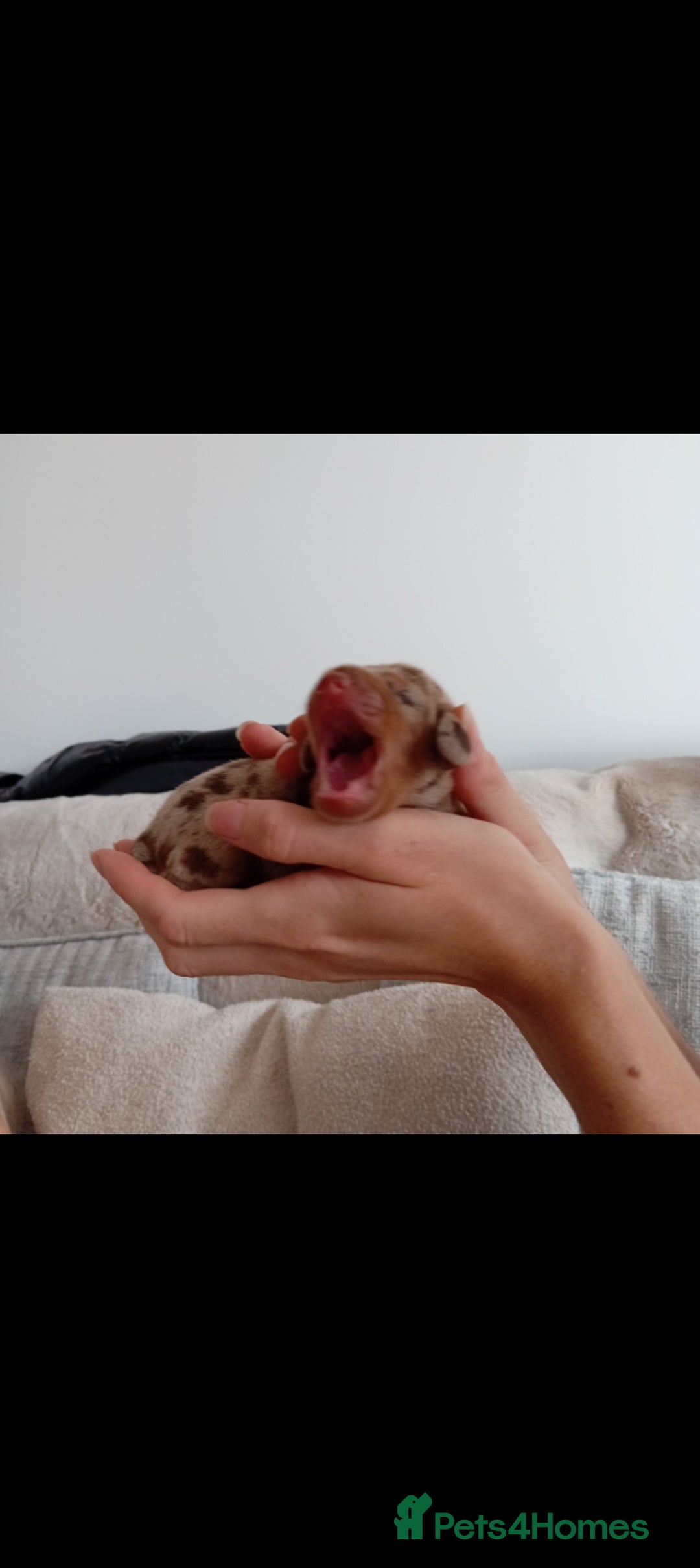 Dachshund dogs for sale: 5 beautiful dachshund puppies  - Image 4