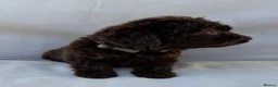 Cockapoo dogs for sale: BEAUTIFUL F1 COCKAPOO PUPPIES - Advert 12