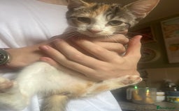 Mixed Breed cats for sale: Beautiful mixed kittens  - Image 19