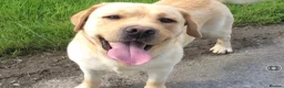 Labrador Retriever dogs for sale: 9 Pedigree Black Labrador Retrievers   in Llangadog - Advert 2