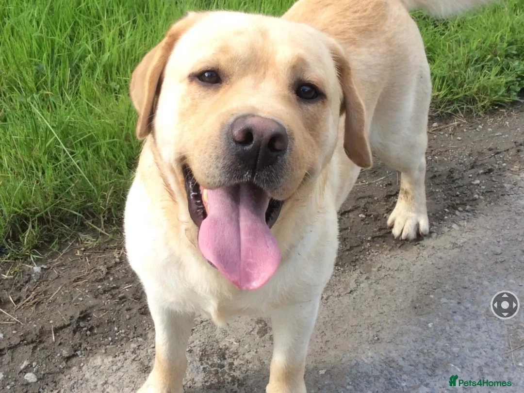 Labrador Retriever dogs for sale: 9 Pedigree Black Labrador Retrievers   in Llangadog - Advert 2