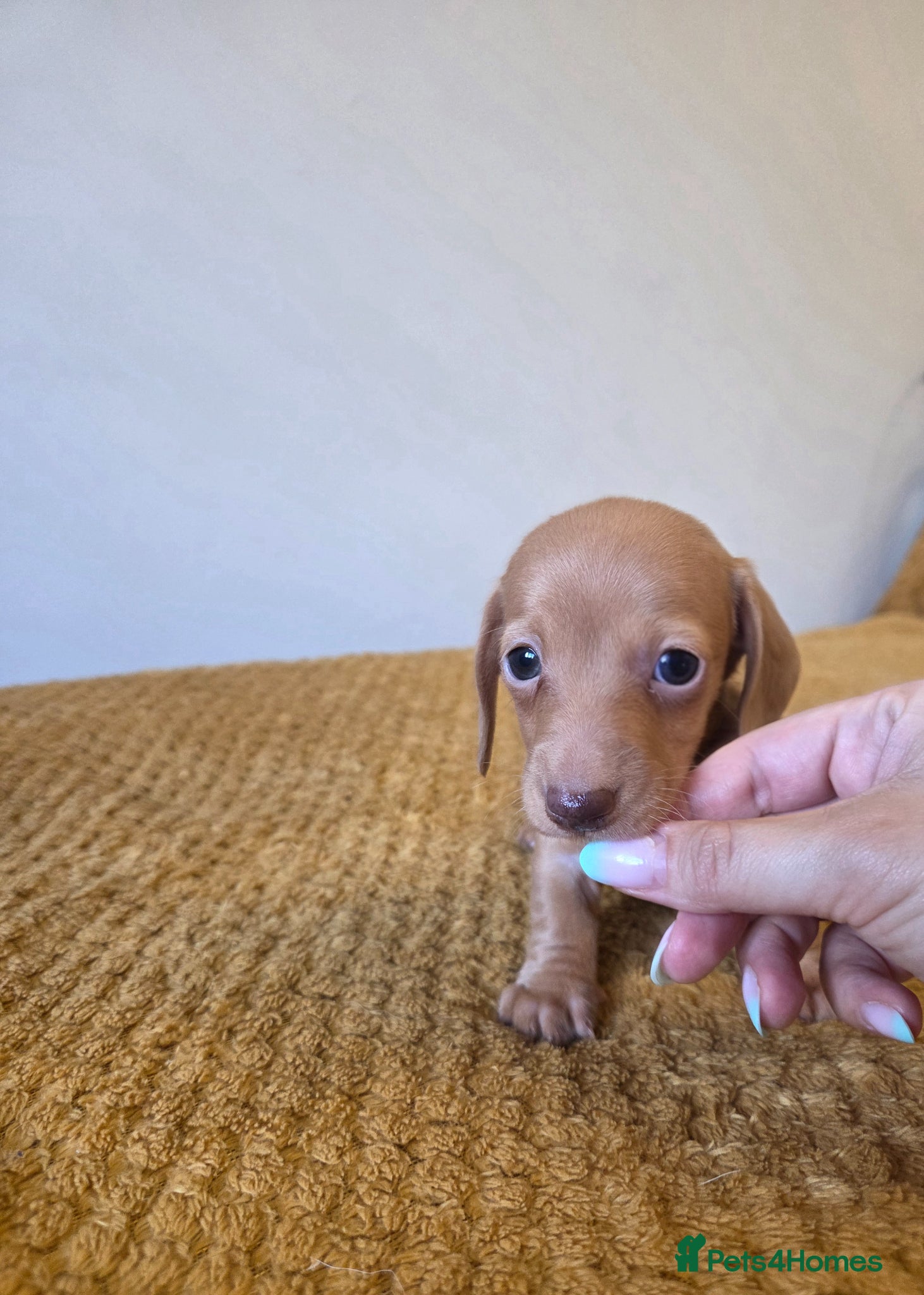 Miniature Dachshund dogs Kc Miniature Dachshunds - Advert 4