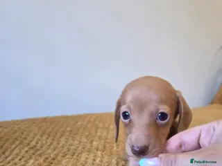 Miniature Dachshund dogs Kc Miniature Dachshunds - Advert 4