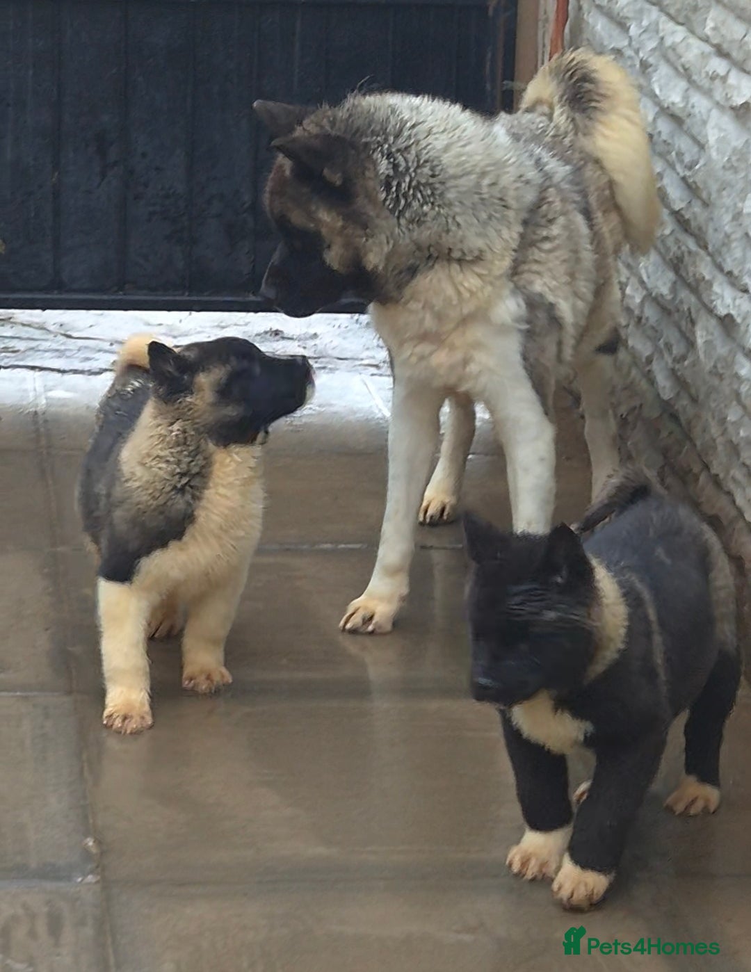 Akita dogs AMERICAN AKITA BLACK MASK BEARS - Advert 5