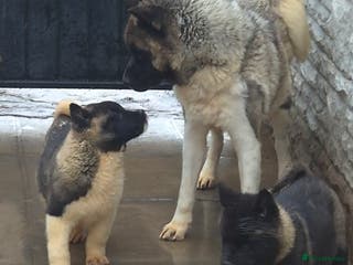 Akita dogs AMERICAN AKITA BLACK MASK BEARS - Advert 5