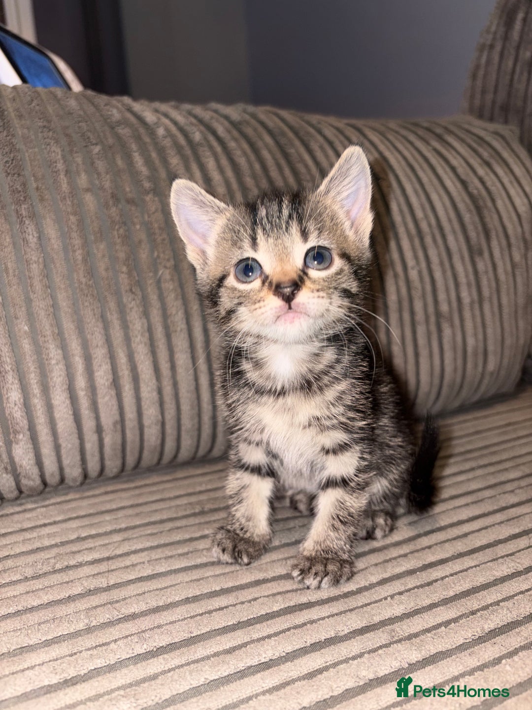 Domestic Shorthair cats for sale: 4 gorgeous Tabby kittens ready 26-1-26 - Advert 2