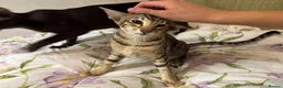 Oriental cats for sale: Playful and friendly kittens ready to leave in New Malden - Advert 6