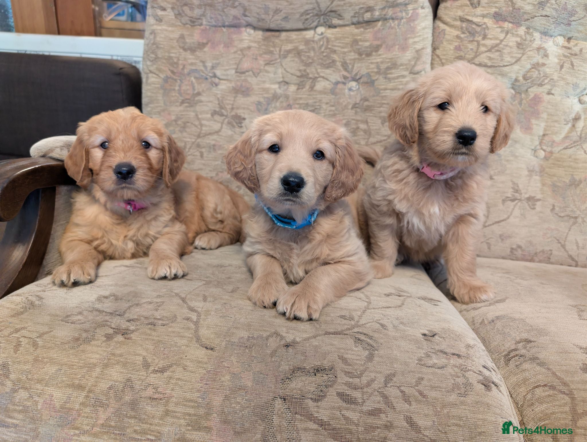 Mini Goldendoodle dogs Home-Raised F1b Miniature Goldendoodles - Advert 1