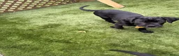Cane Corso dogs for sale: Cane corso puppies - Advert 33
