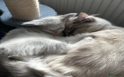 Ragdoll cats for sale: 3 beautiful GCCF Ragdoll Kittens  - Image 6