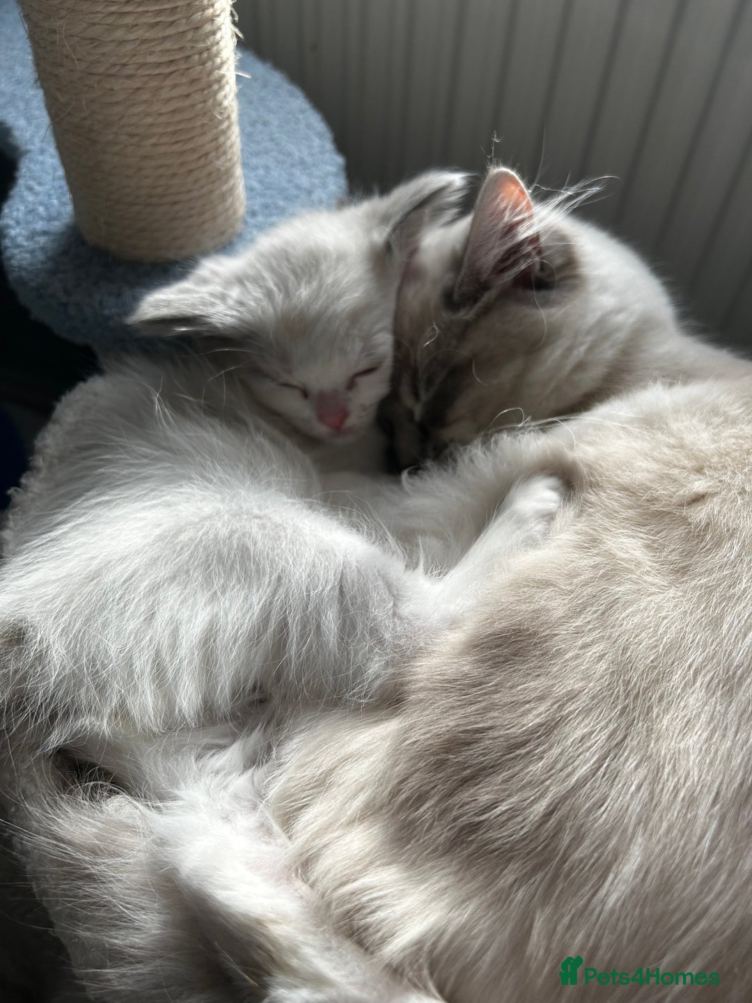 Ragdoll cats for sale: 3 beautiful GCCF Ragdoll Kittens  - Image 6