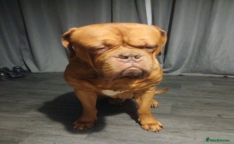 Dogue De Bordeaux dogs - Advert 3