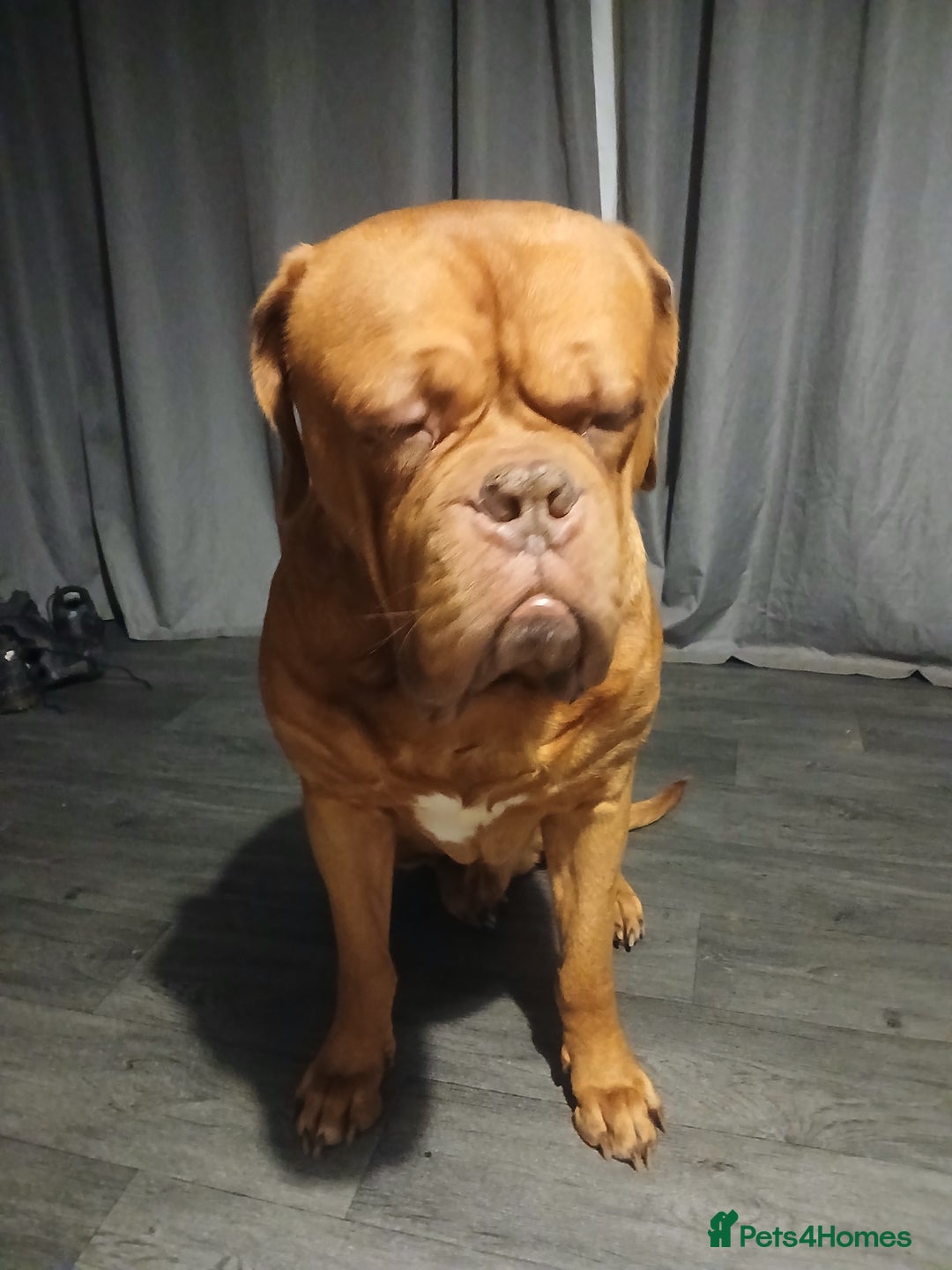 Dogue De Bordeaux dogs for stud: For stud - Image 1