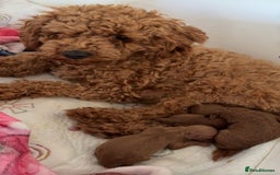 Toy Poodle dogs for sale: Kc deep red toy poodles  - Image 12