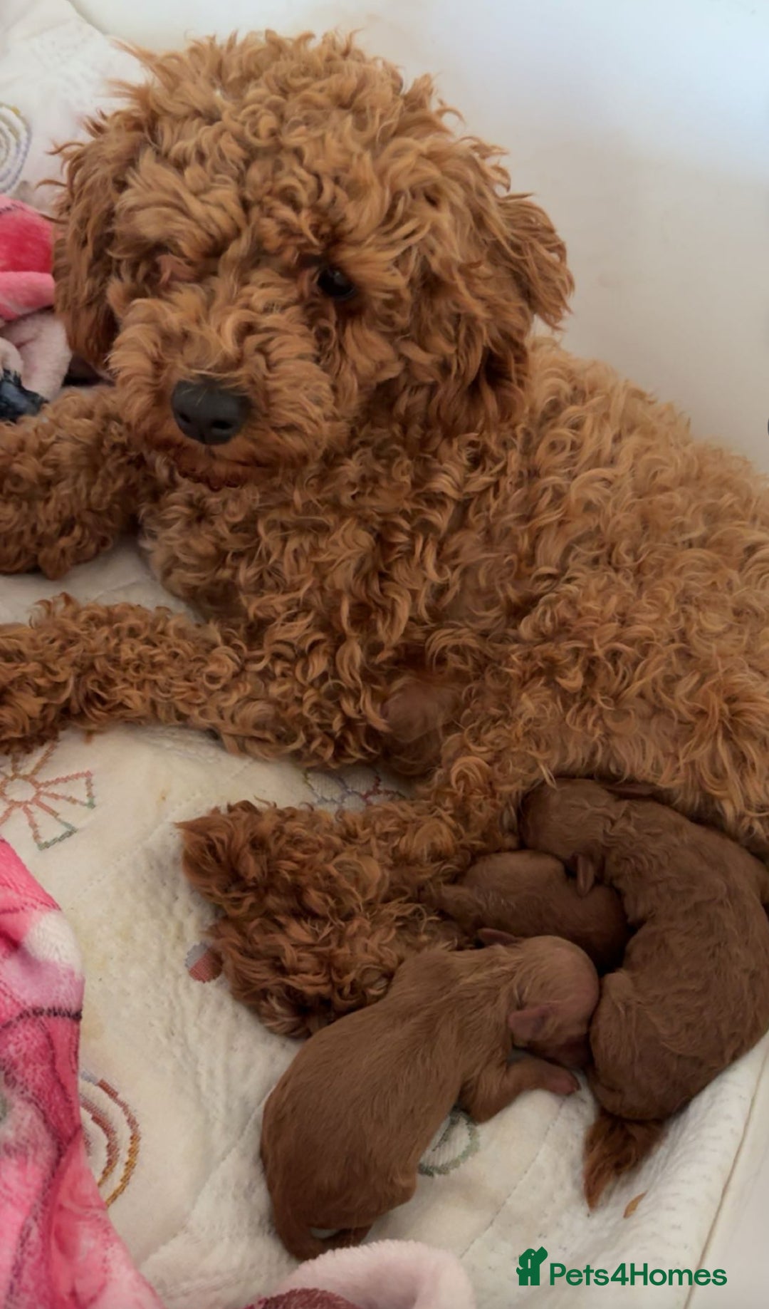 Toy Poodle dogs for sale: Kc deep red toy poodles  - Image 12