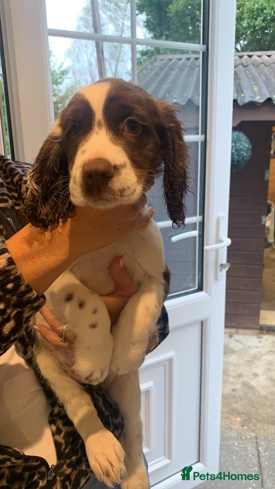 Sprocker dogs 1Girl LEFT READY TO LEAVE NOW Cocker Spaniels - Advert 2