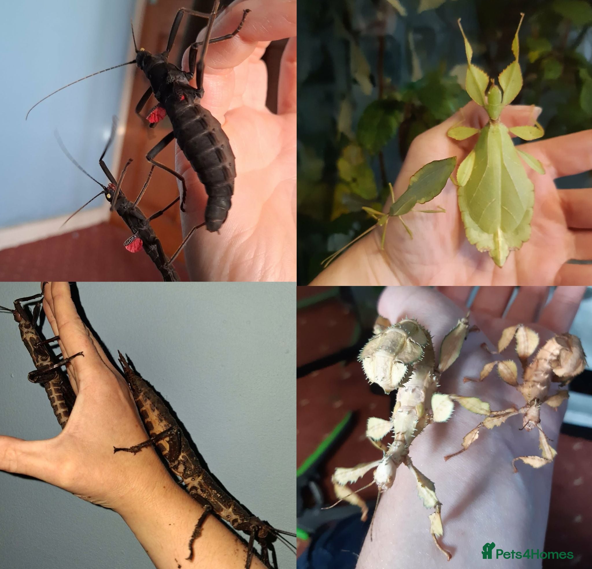 Stick Insects invertebrates Phasmid, Stick Insect Ova and Nymphs for sale  - Advert 1