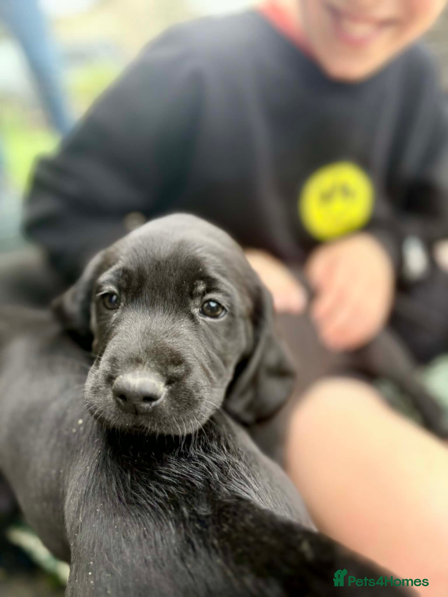 Springador dogs for sale: Spaniel x Labrador puppies  - Advert 11