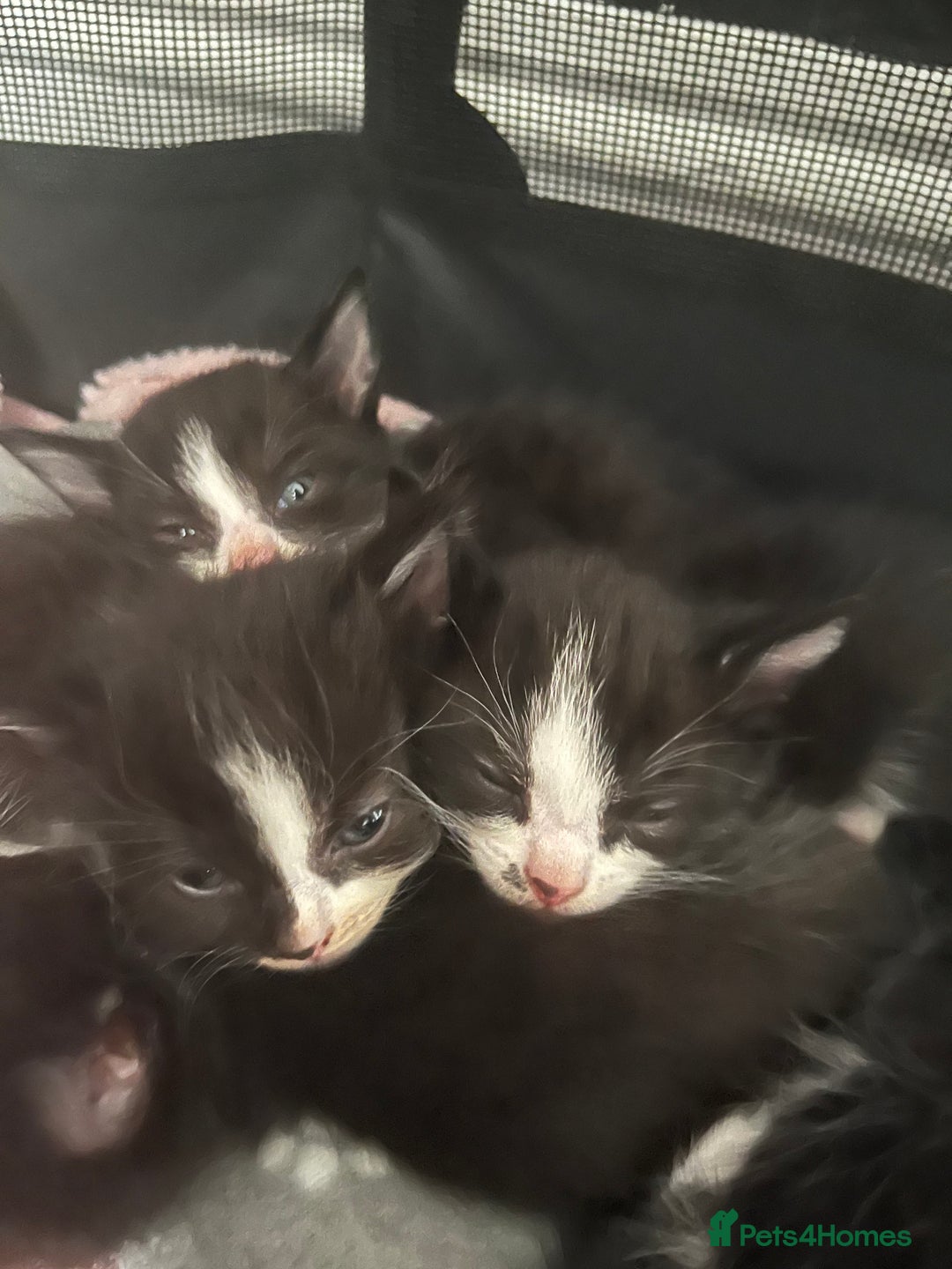 Mixed Breed cats for sale: 6 kittens for sale  - Image 6
