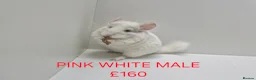 Chinchilla rodents for sale: STUNNING BABIES CHINCHILLA MIX COLOURS AND GENDER  - Advert 5