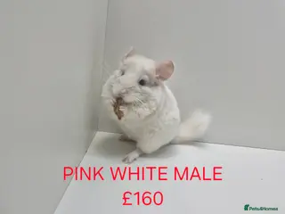 Chinchilla rodents STUNNING BABIES CHINCHILLA MIX COLOURS AND GENDER - Advert 6