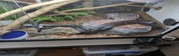 Rat Snake reptiles for sale: Russian rat snake female  in Andover - Advert 12