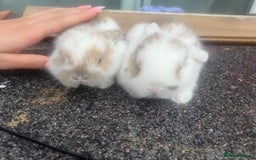 Dwarf Lop rabbits for sale: Baby rabbits  - Image 1